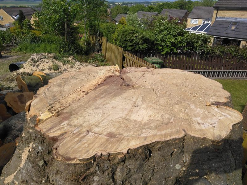 Dismantling a large beech tree in Barnoldswick 10