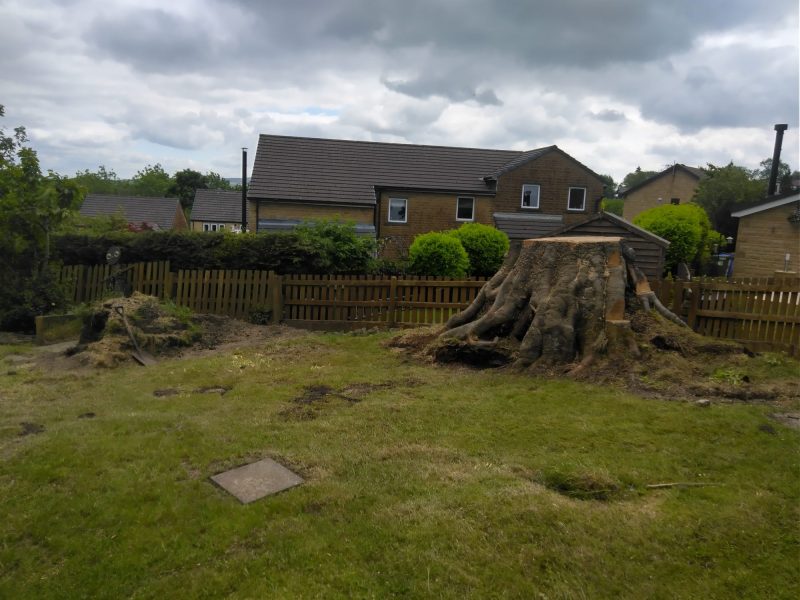 Dismantling a large beech tree in Barnoldswick 13