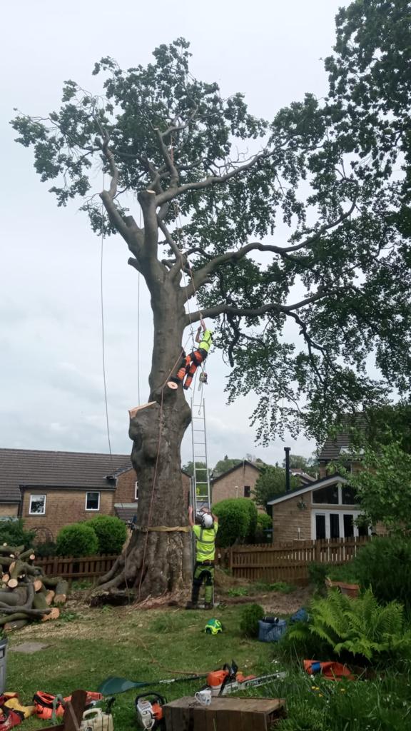 Dismantling a large beech tree in Barnoldswick 17