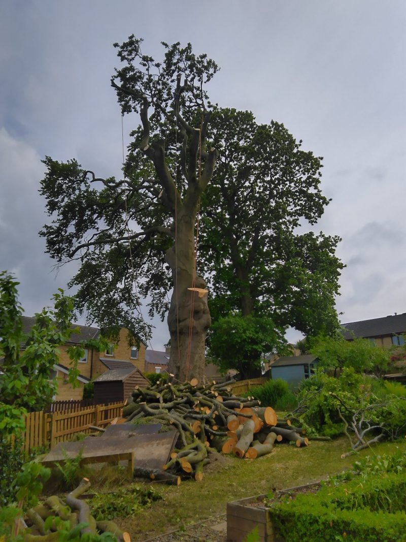 Dismantling a large beech tree in Barnoldswick 2