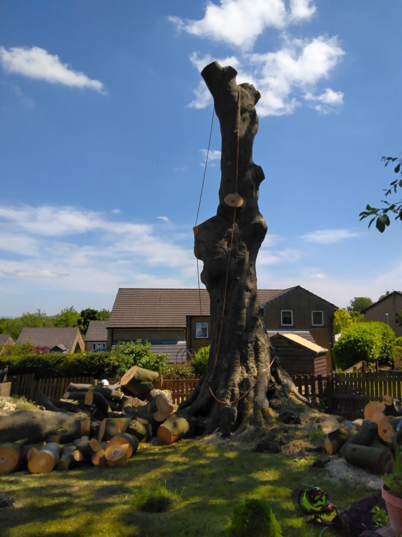 Dismantling a large beech tree in Barnoldswick 3