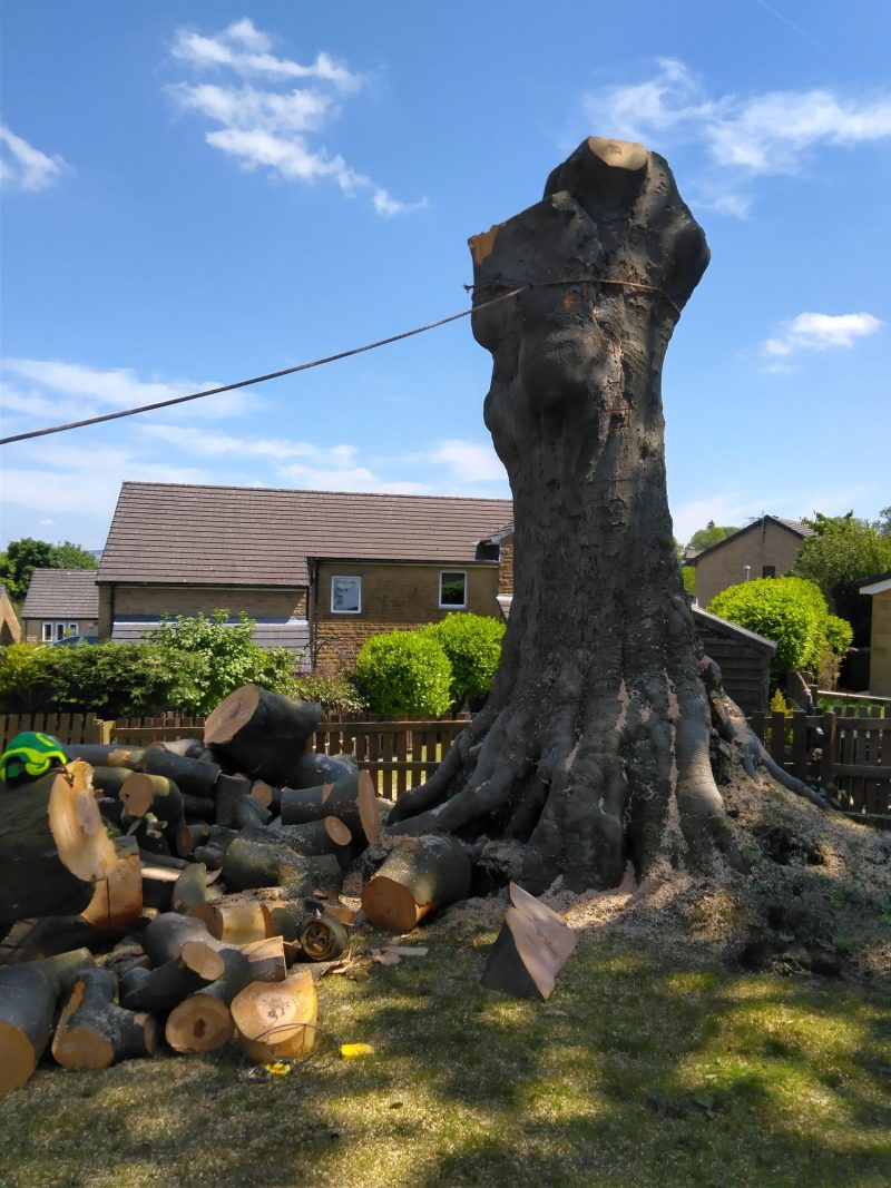 Dismantling a large beech tree in Barnoldswick 5