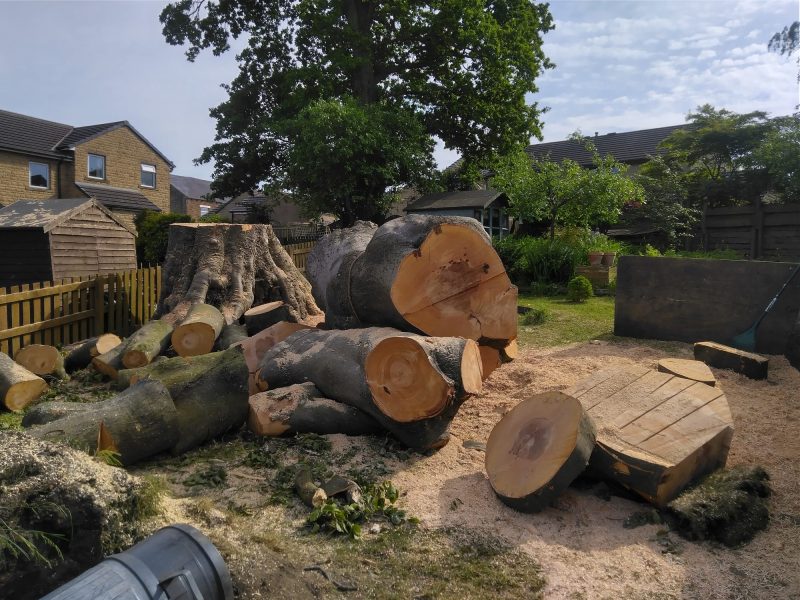 Dismantling a large beech tree in Barnoldswick 7