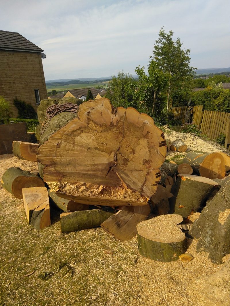 Dismantling a large beech tree in Barnoldswick 9