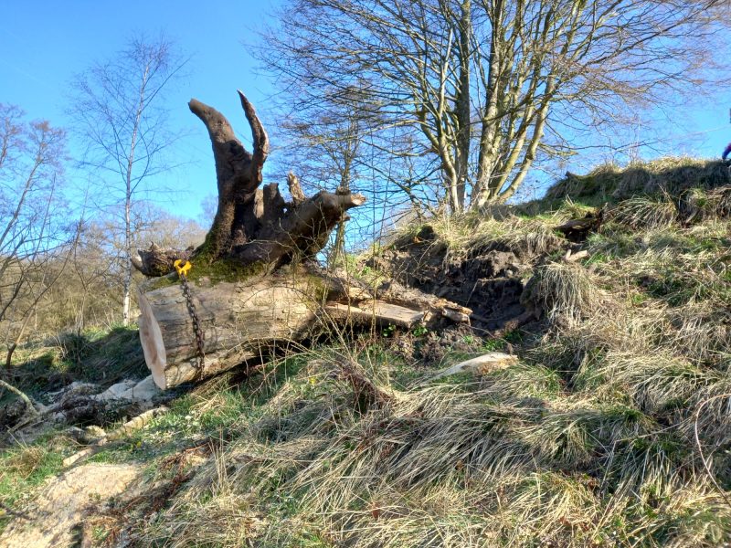 Winching windblown stump back into hole on banking in Chipping 1