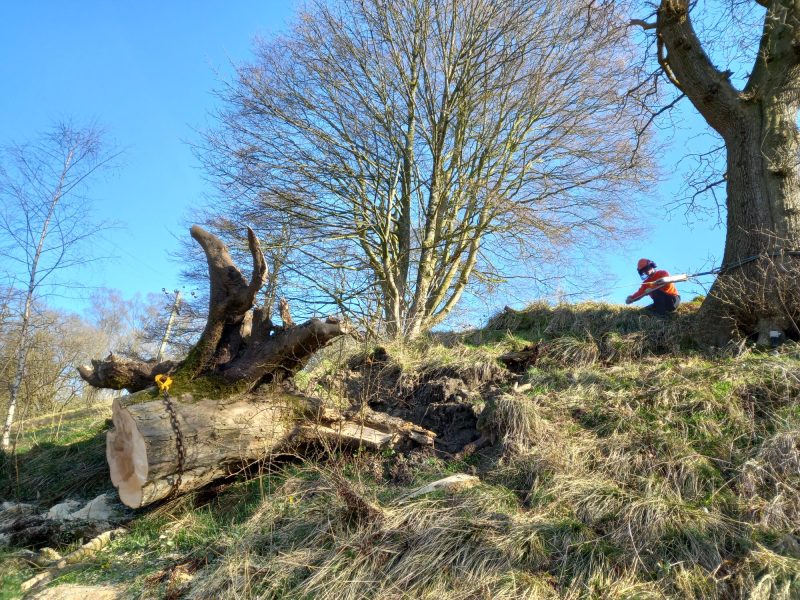 Winching windblown stump back into hole on banking in Chipping 2