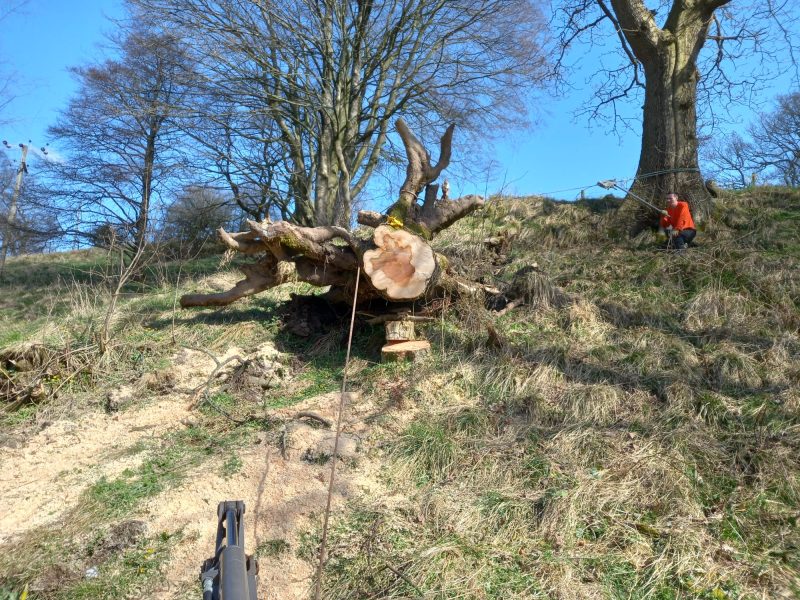 Winching windblown stump back into hole on banking in Chipping 3