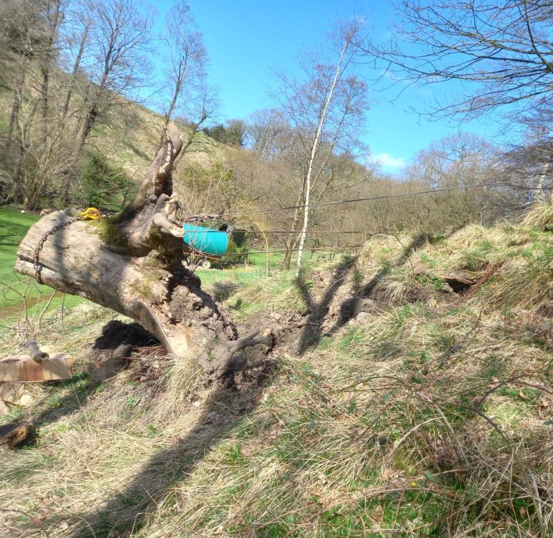 Winching windblown stump back into hole on banking in Chipping 5