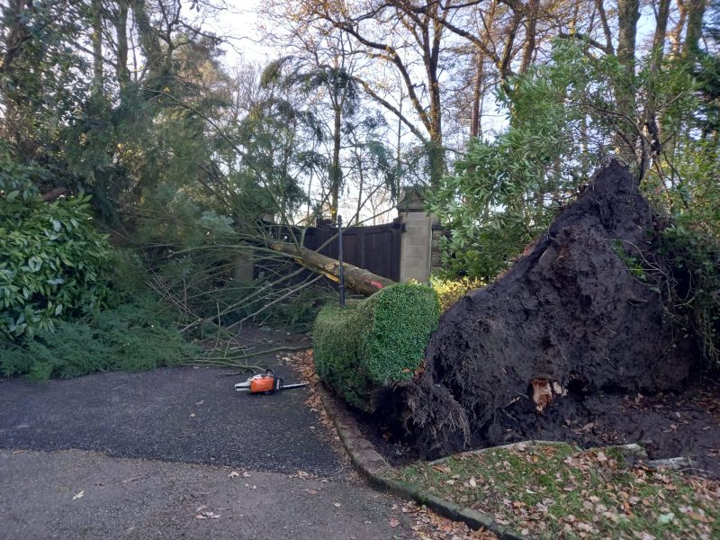 Windblown tree cleared in Bolton by bowland 2