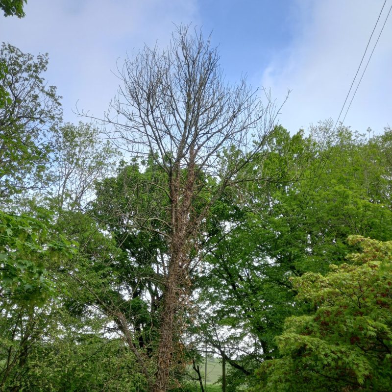 ash dieback management