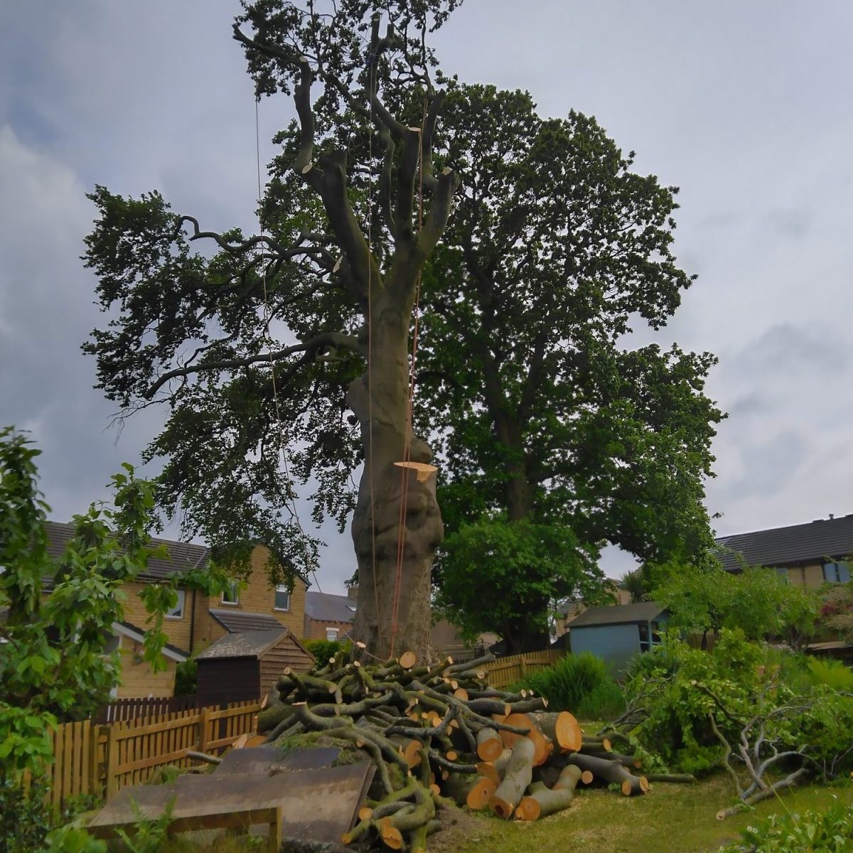 Dismantling a large beech tree in Barnoldswick 2