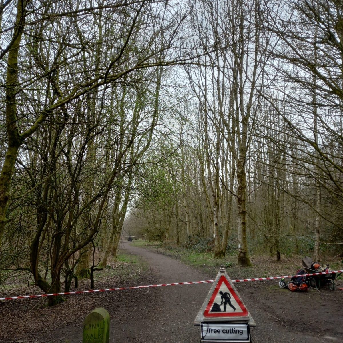 Tree felling ash dieback Pendle parks 1