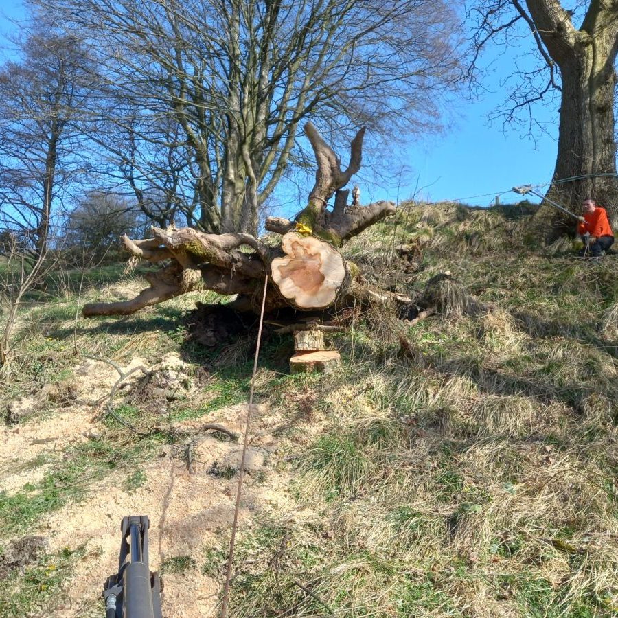 Winching windblown stump back into hole on banking in Chipping 3