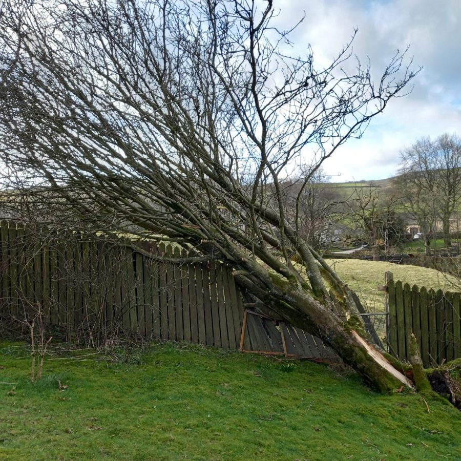 Windblown tree cleared in Barley 1