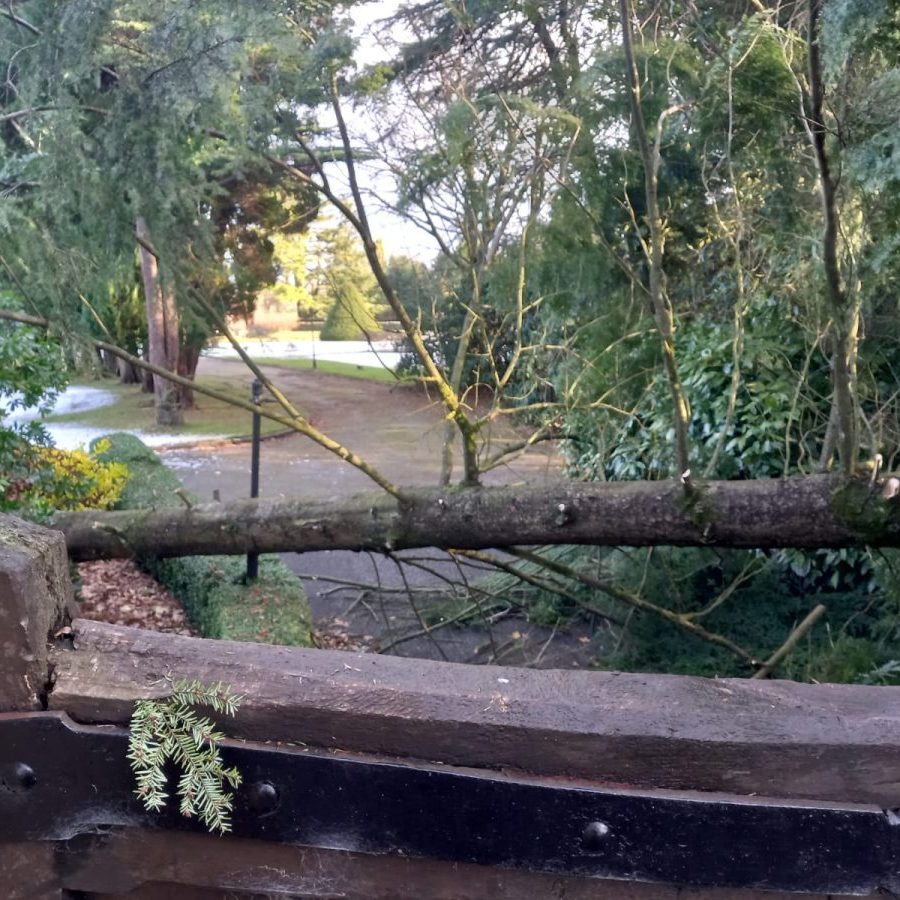 Windblown tree cleared in Bolton by bowland 1