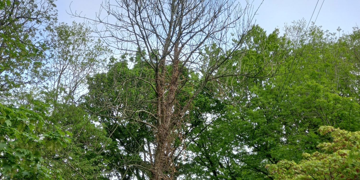 ash dieback example 1