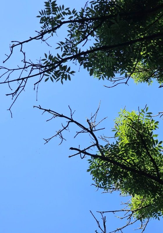 ash dieback example looking up in valley gardens 1