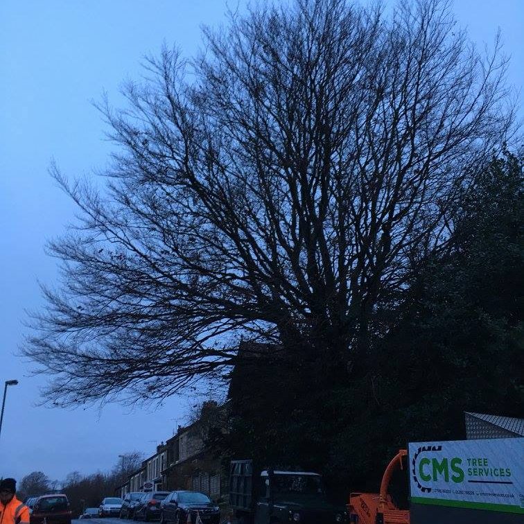beech-tree-reduction-earby-cms-tree-services-3