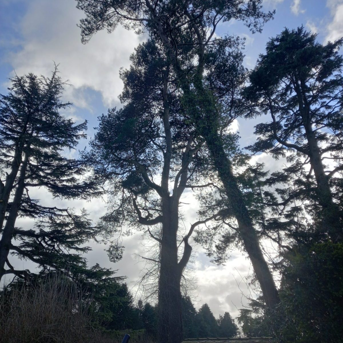 big snapped at base leaning pine tree Bolton by Bowland 4