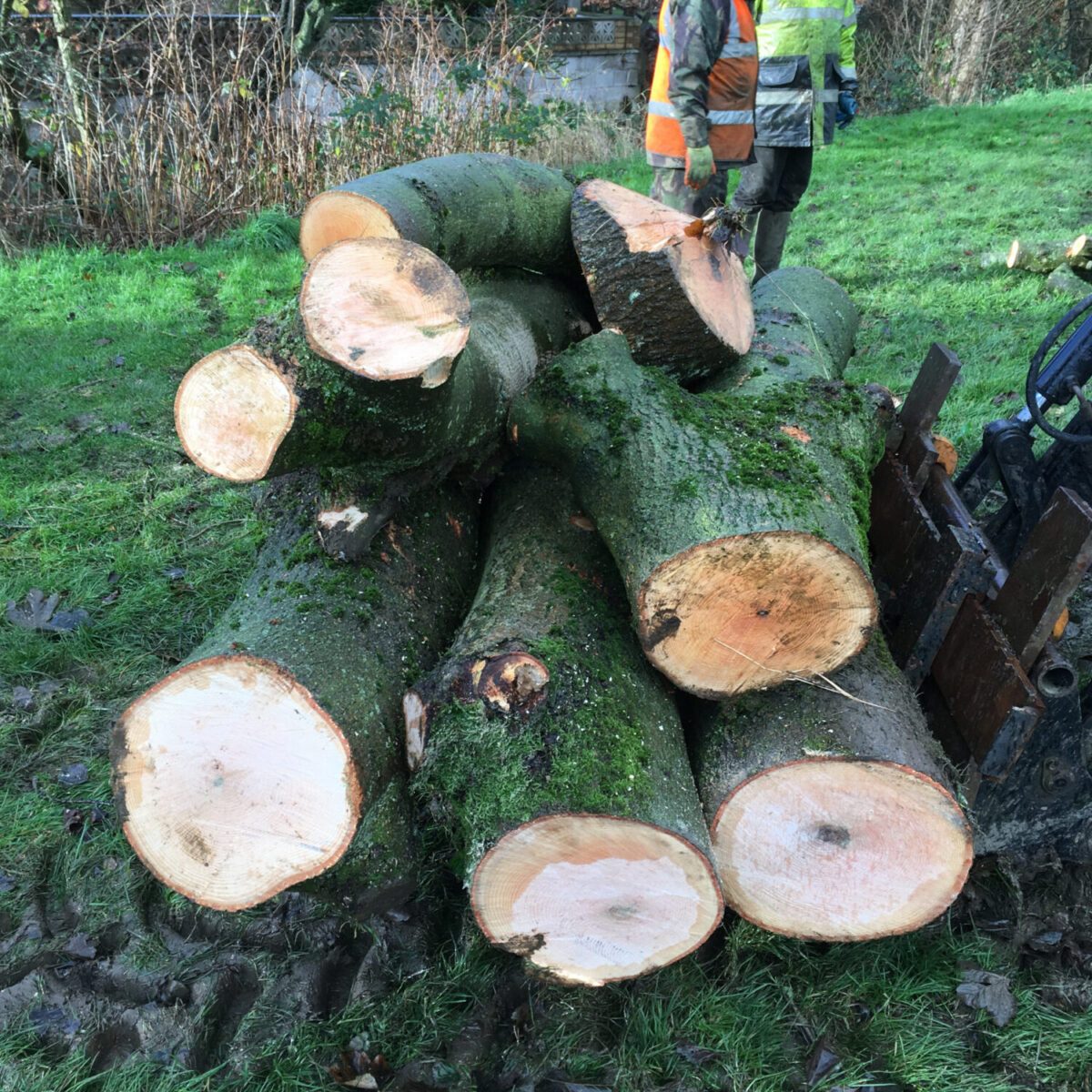 cms-tree-services-ash-sycamore-tree-removal-sough-park-felled