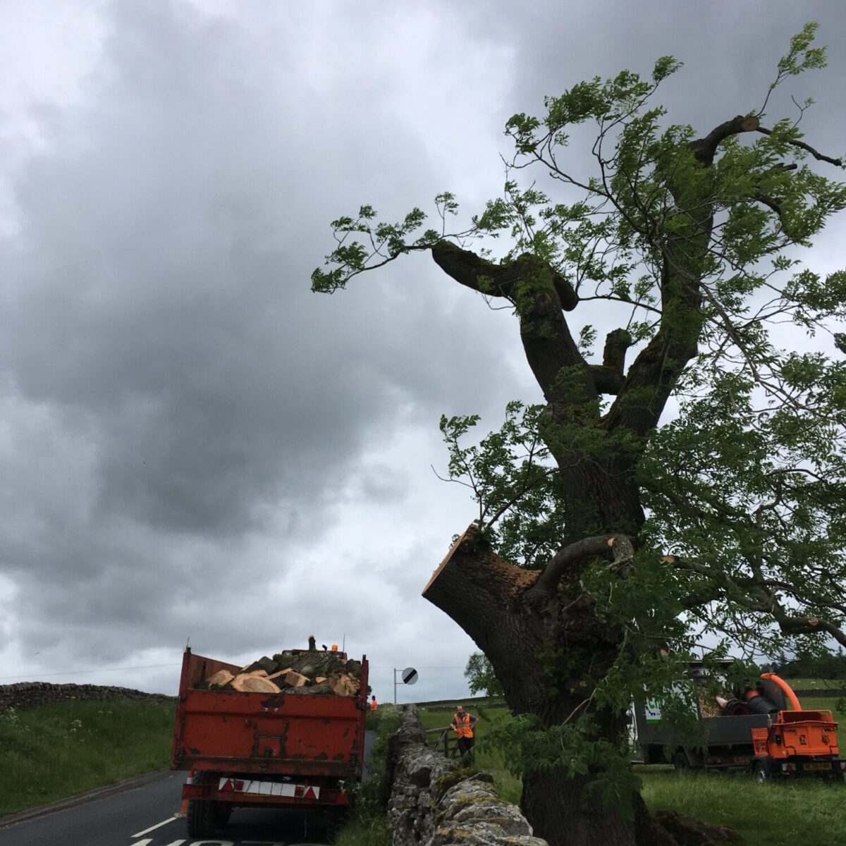 cms-tree-services-ash-tree-reduction-hebden-trailer-wood