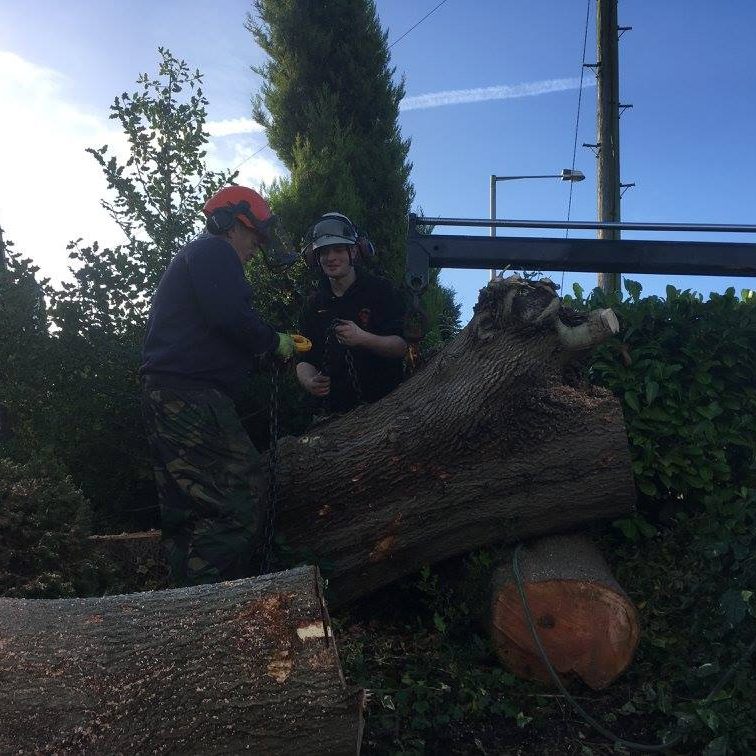 cms-tree-services-ash-tree-removal-barnoldswick-trunk-removal-using-hiab-lifting-equipment