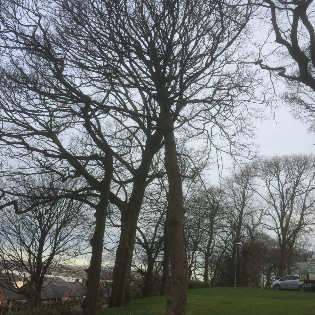 cms-tree-services-commercial-basal-decayed-sycamore-tree-removal-care-home-accrington