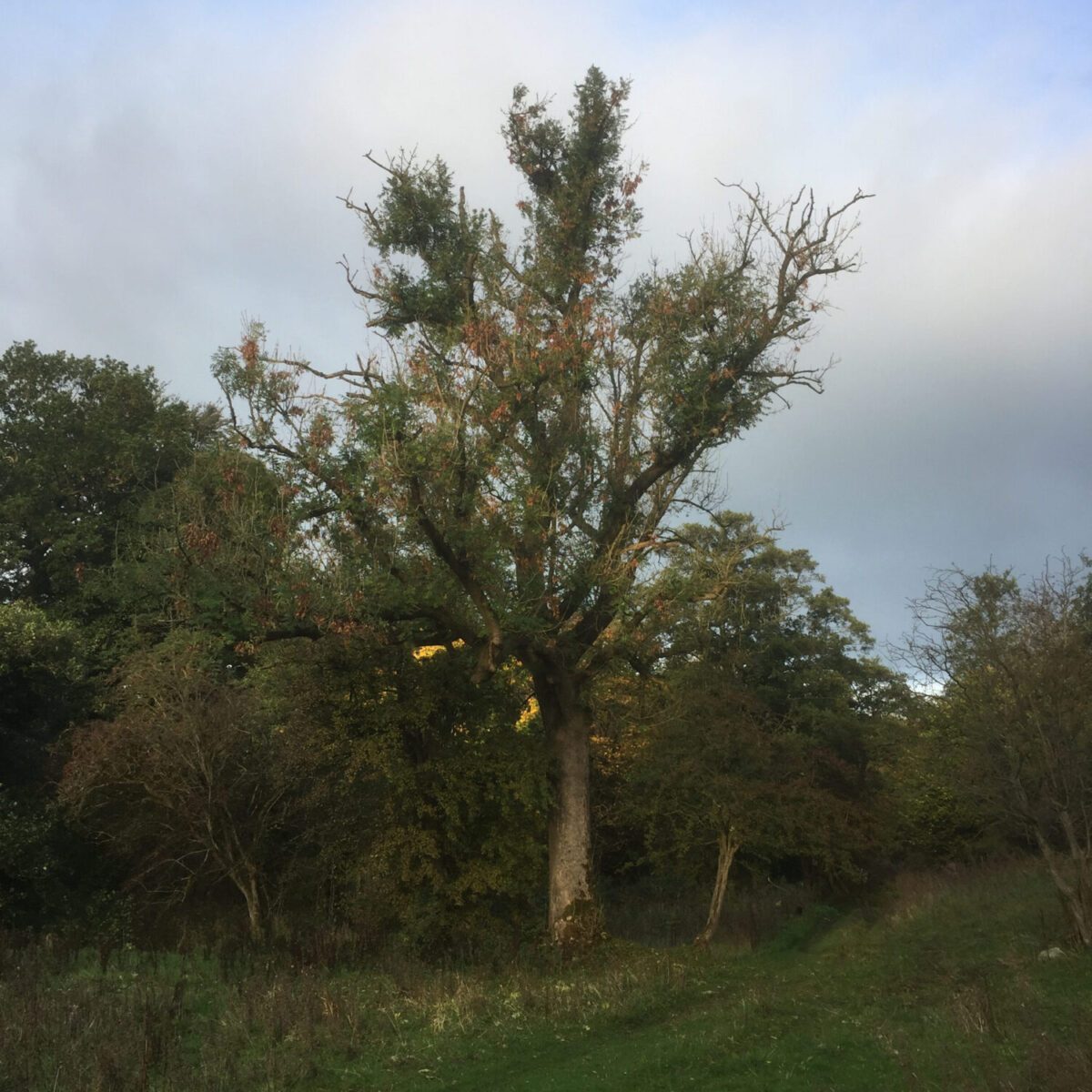 cms-tree-services-commerical-ash-tree-removal