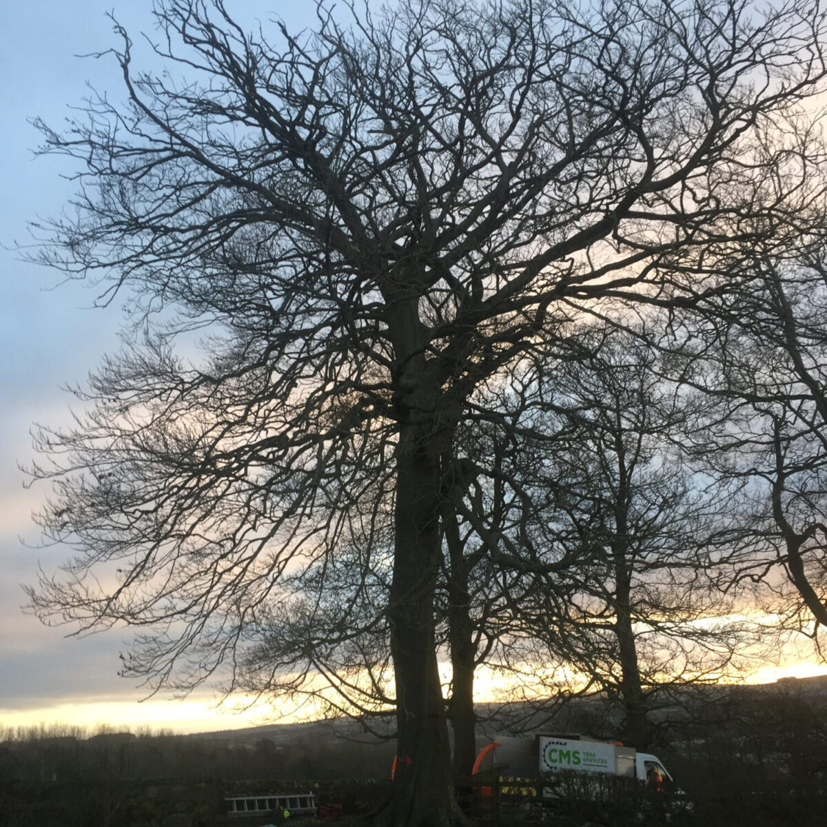 cms-tree-services-commerical-large-beech-trees-removed-grindleton