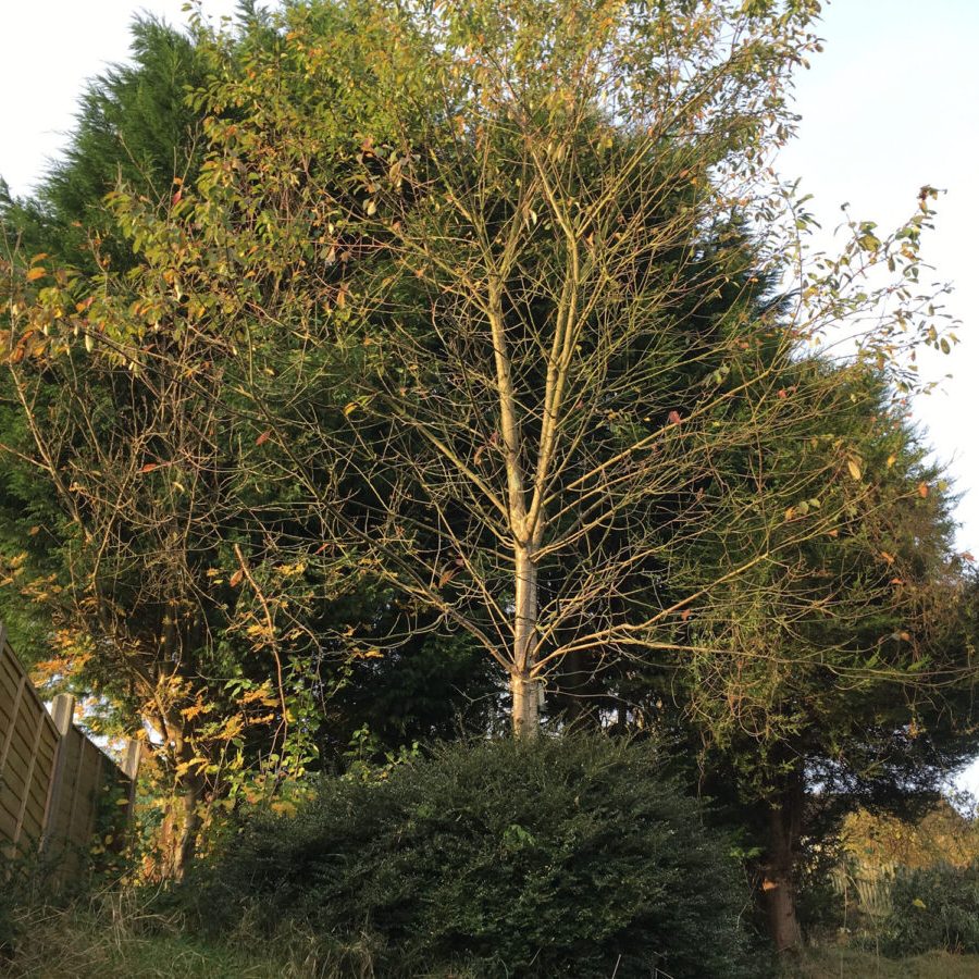 cms-tree-services-conifer-clearance-barnoldswick