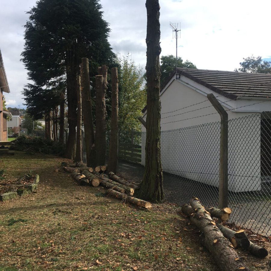 cms-tree-services-conifer-clearance-burnley-church-during