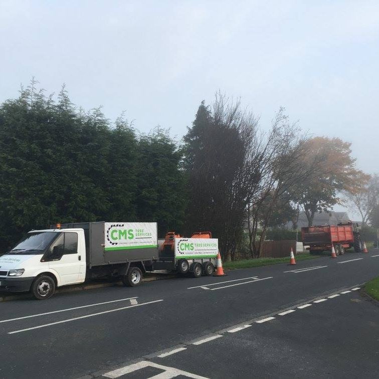 cms-tree-services-conifer-removal-stump-grinding-barnoldswick-6