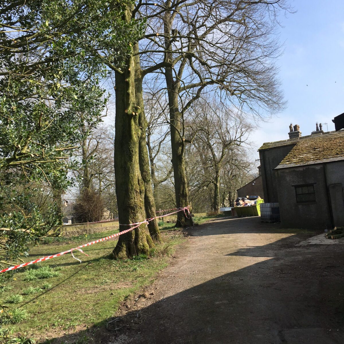 cms-tree-services-crown-lift-lime-trees-gisburn-after