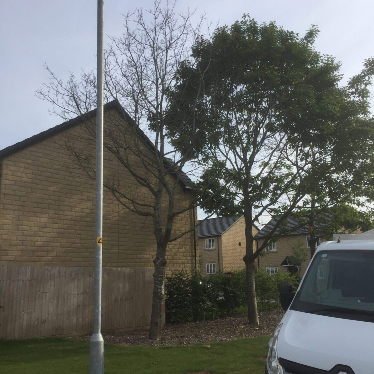 cms-tree-services-dead-oak-removal-gisburn