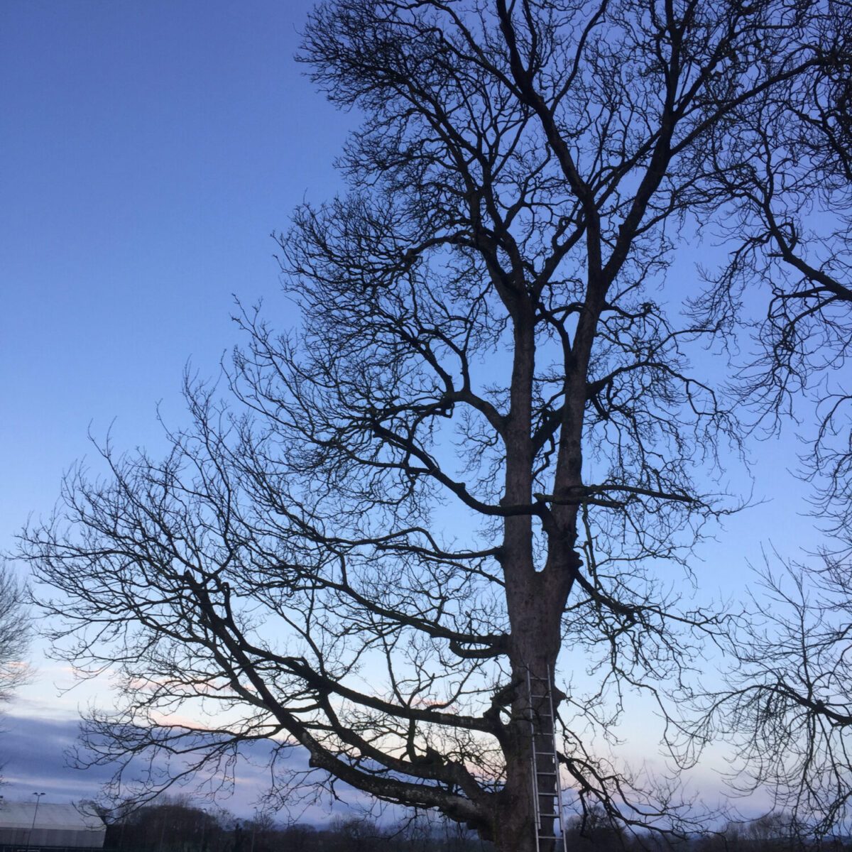 cms-tree-services-dead-sycamore-removal-clitheroe