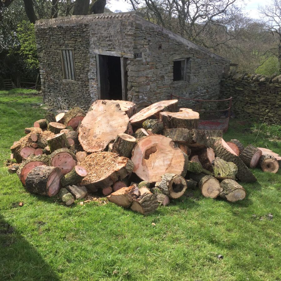 cms-tree-services-fallen-ash-removal-kelbrook-after-cuttng