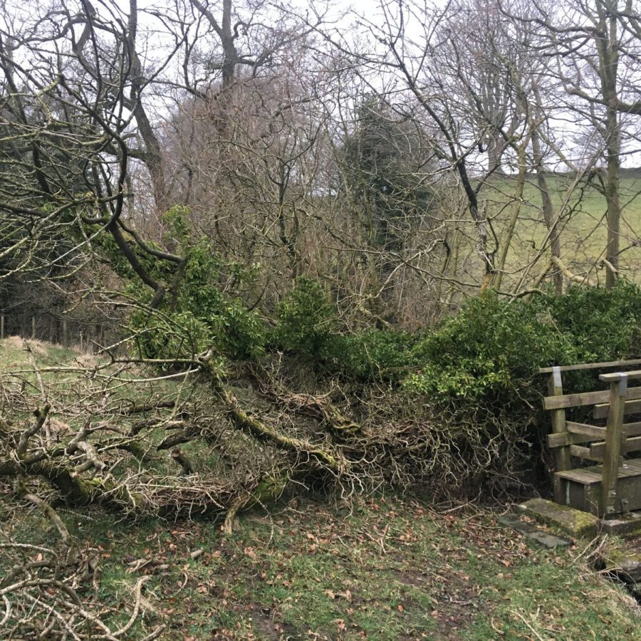 cms-tree-services-fallen-bough-footbridge-grindleton-removed