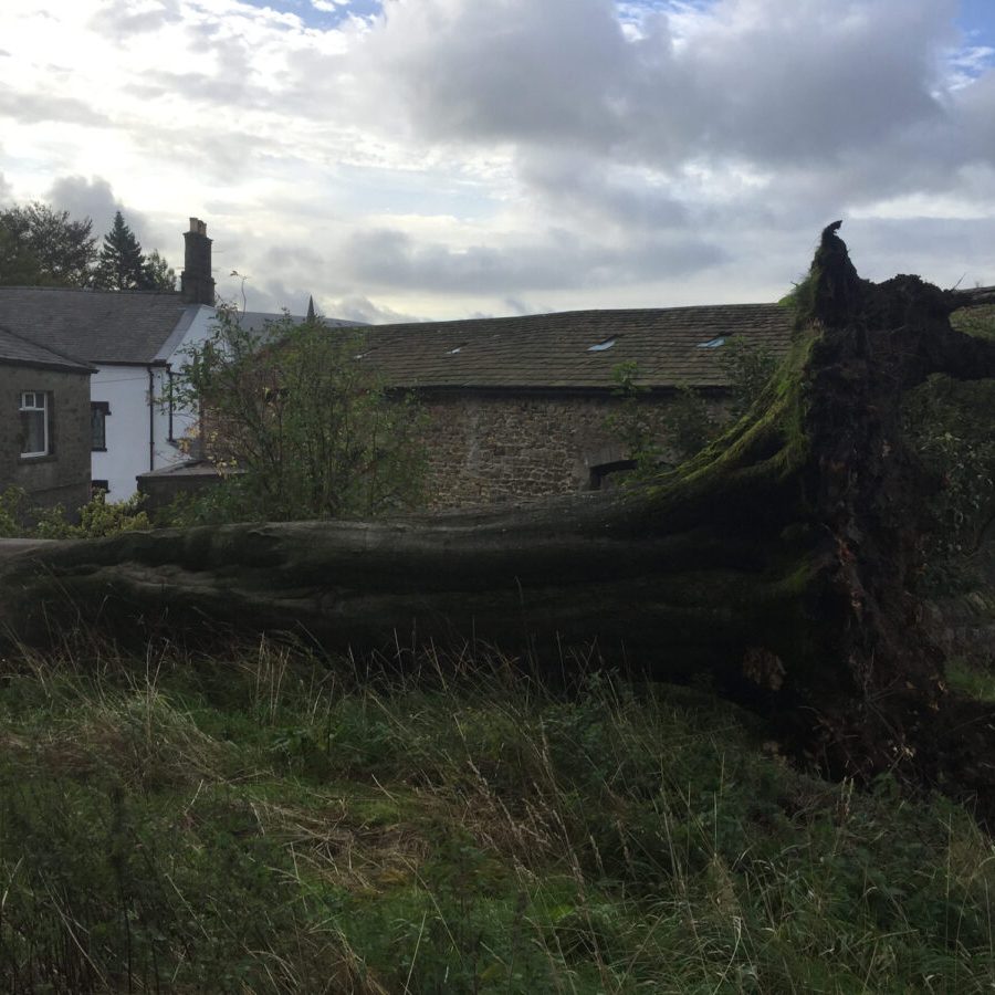 cms-tree-services-fallen-tree-trunk