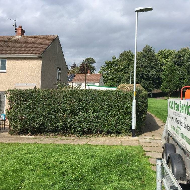 cms-tree-services-hedge-reduction-burnley-7