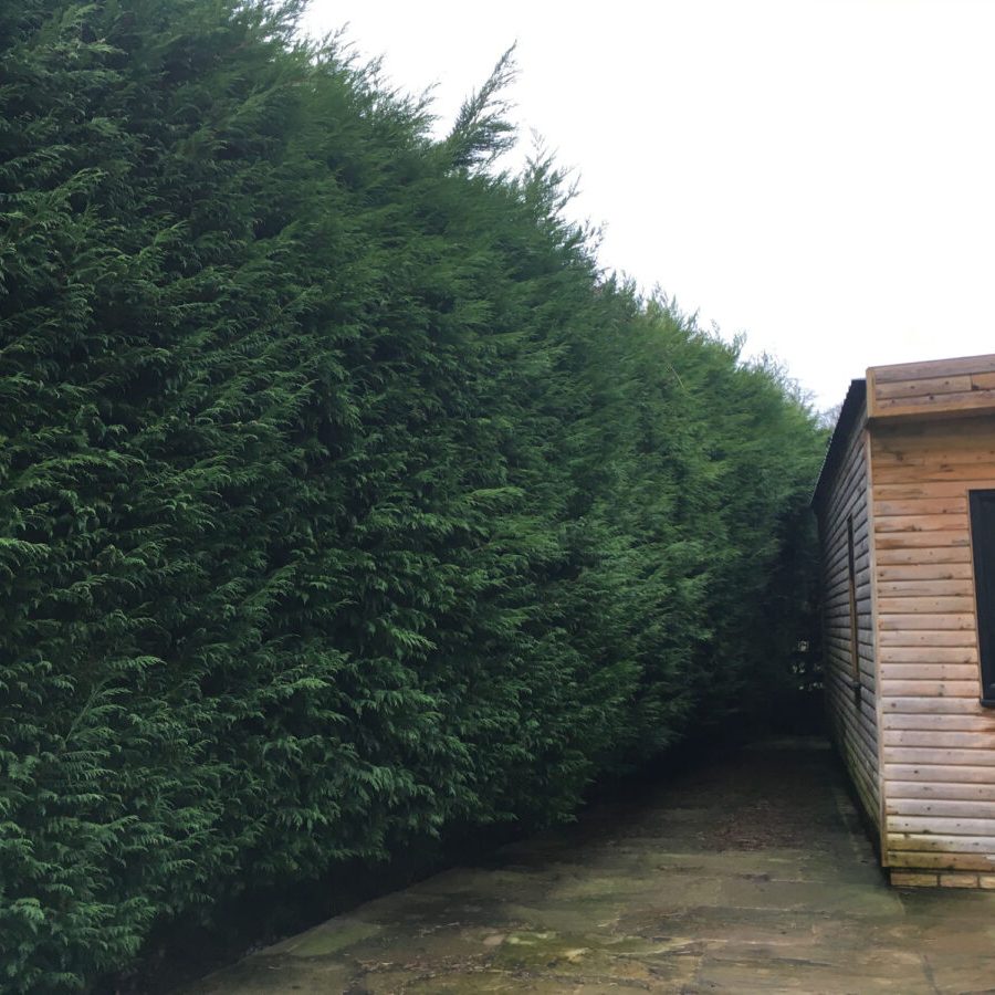 cms-tree-services-hedge-reduction-trim-colne