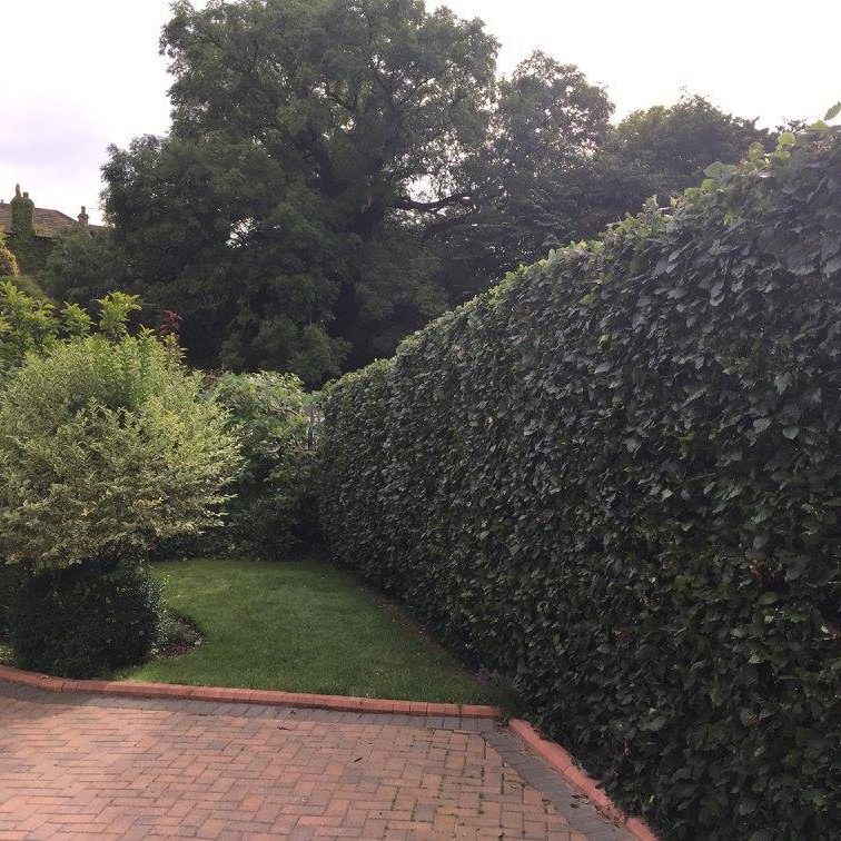 cms-tree-services-hedge-reduction-trimming-skipton-4
