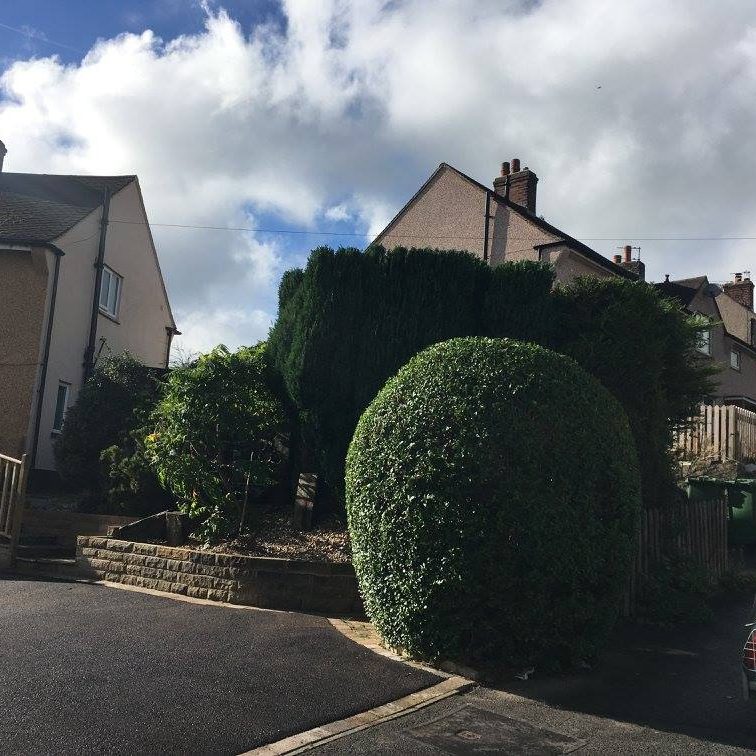 cms-tree-services-hedge-trimming-reduction-barrowford-after-3