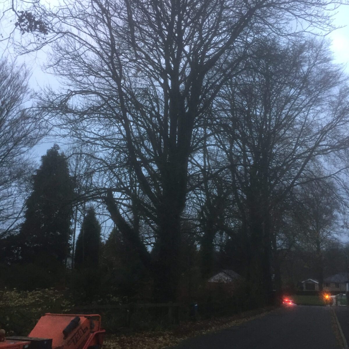 cms-tree-services-horse-chestnut-removal