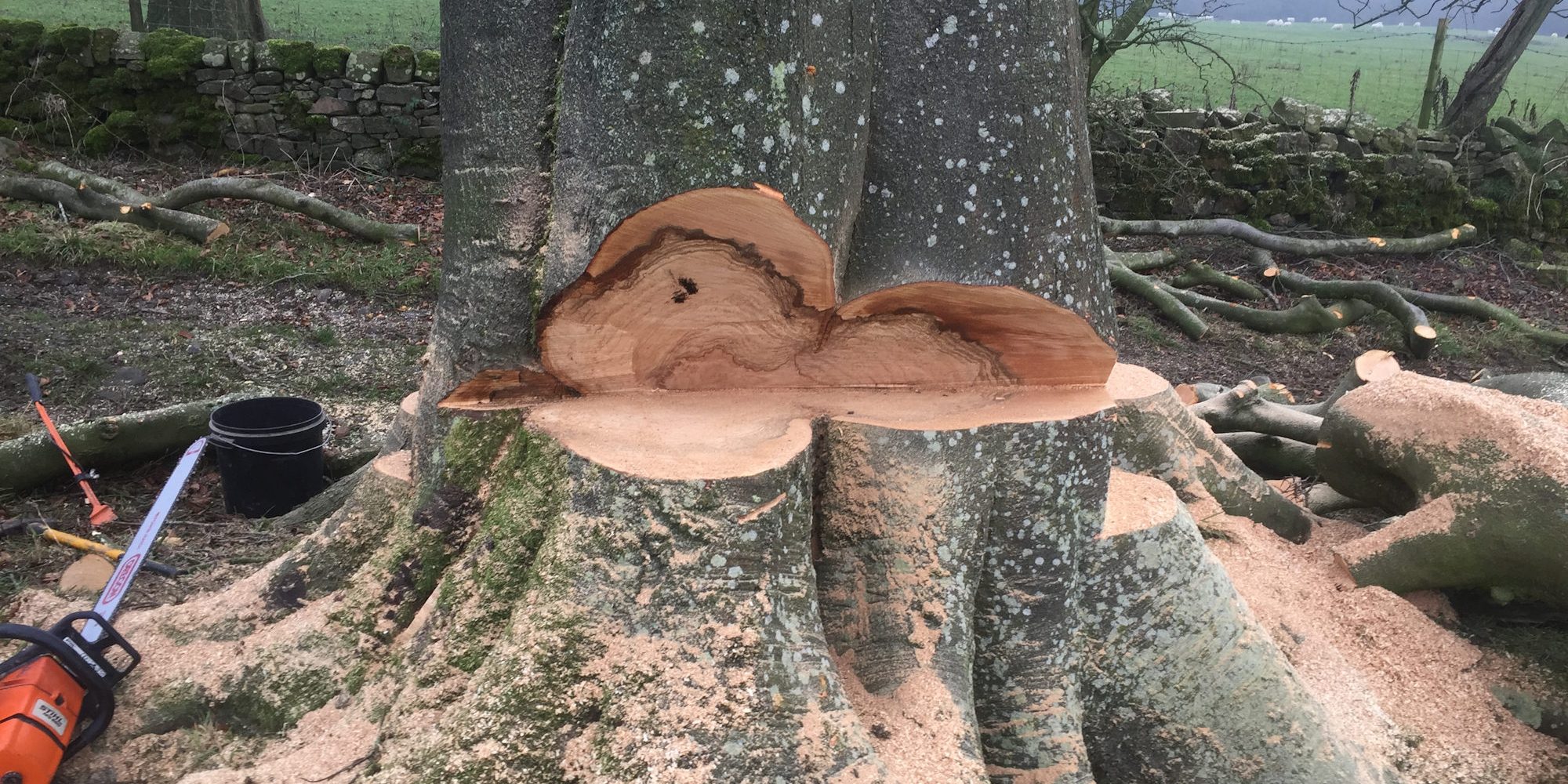 cms-tree-services-large-beech-tree-felling cms-tree-services-large-beech-tree-felling