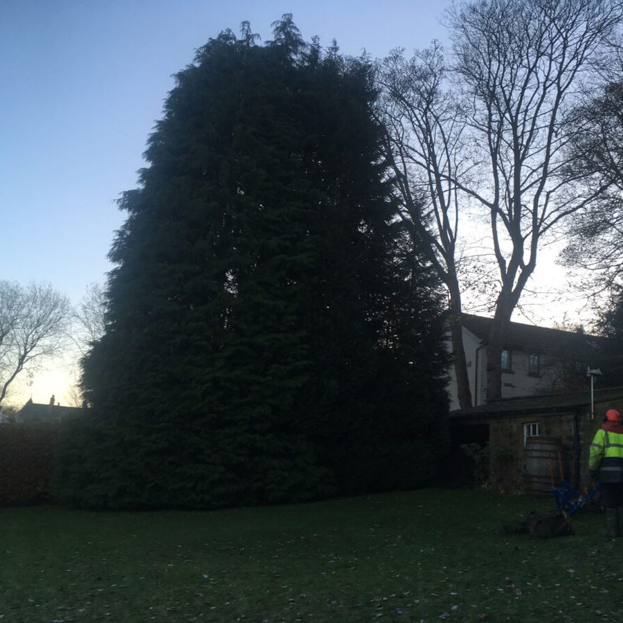 cms-tree-services-large-conifer-removal-wharfedale