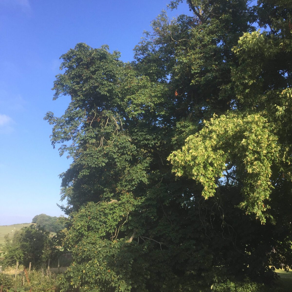 cms-tree-services-large-horse-chestnut-removal-bracewell