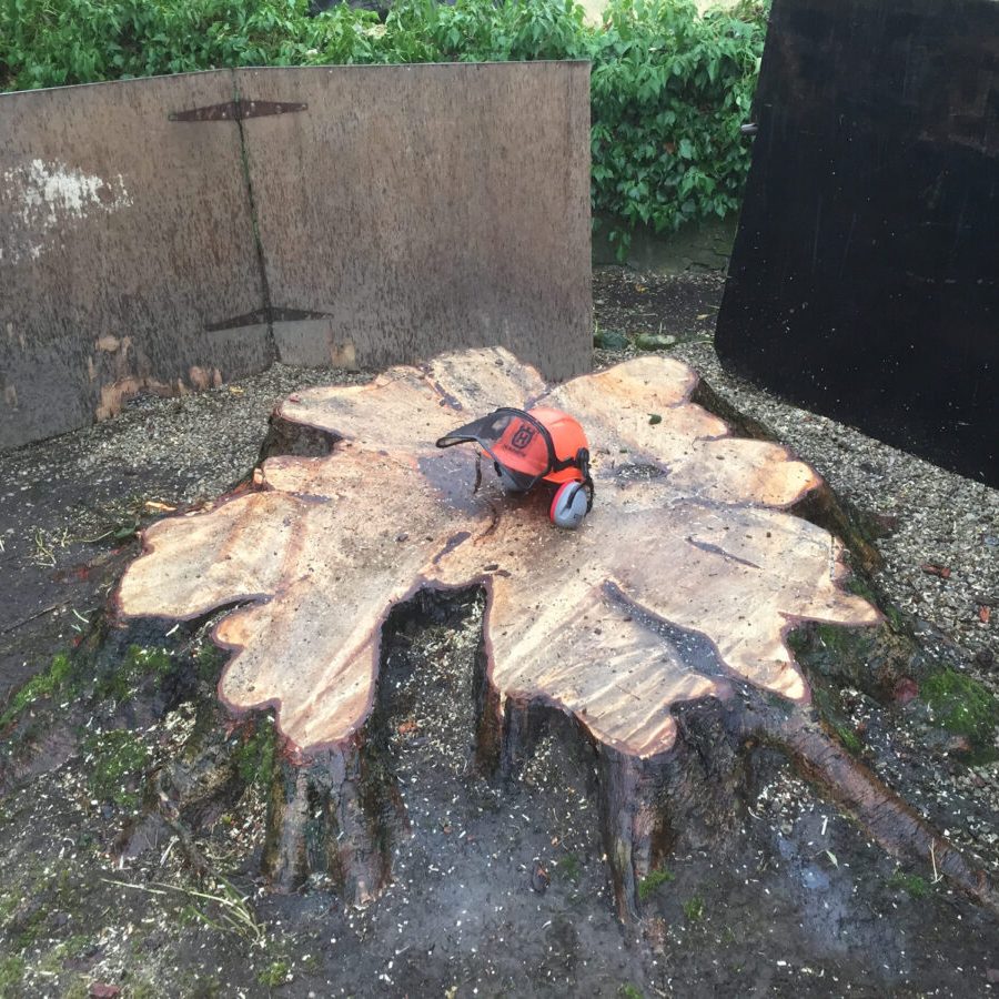 cms-tree-services-large-horse-chestnut-stump