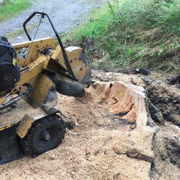 cms-tree-services-large-sycamore-stump-ground-out-barnoldswick-4