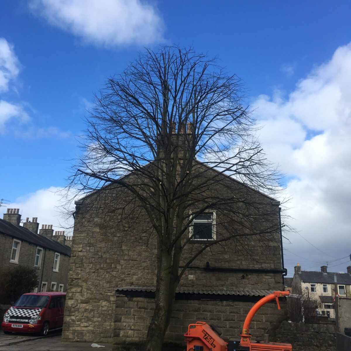 cms-tree-services-lime-tree-reduction-facing