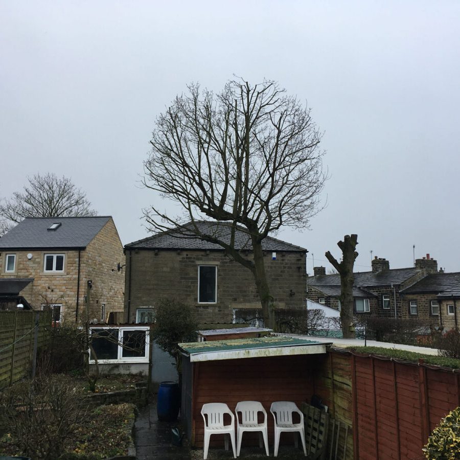 cms-tree-services-oak-tree-reduction-after